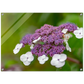 Natur pur