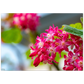 Schöne Blumen