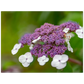 Natur pur