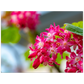 Schöne Blumen