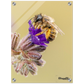 Bienen und Blumen