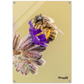 Bienen und Blumen