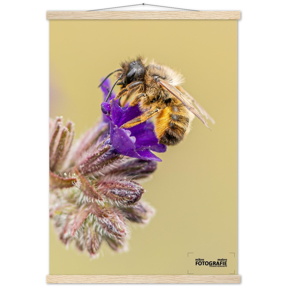 Bienen und Blumen