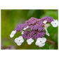 Natur pur