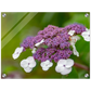 Natur pur