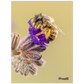Bienen und Blumen