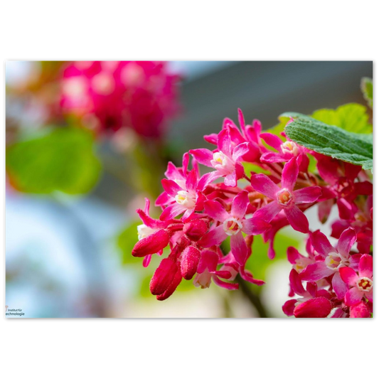 Schöne Blumen