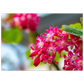 Schöne Blumen