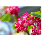 Schöne Blumen