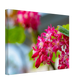 Schöne Blumen