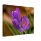 Blümchen
