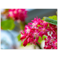 Schöne Blumen