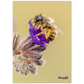 Bienen und Blumen